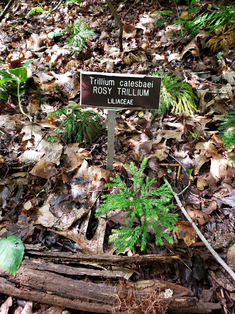 Wildflower Island photo 2