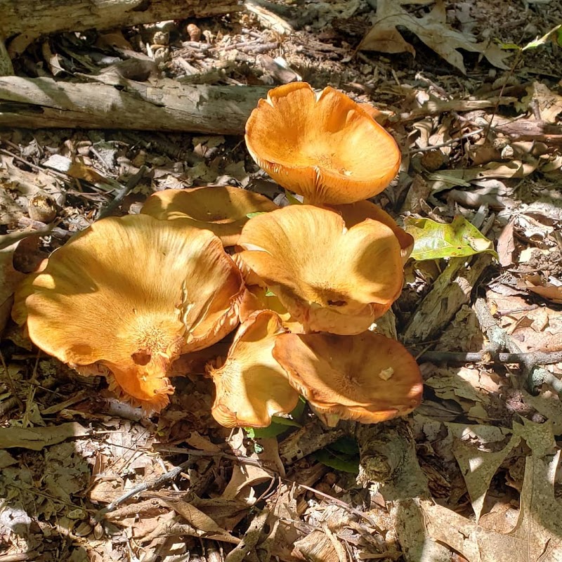Wildflower Island photo 3