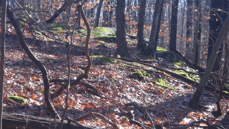 William K Love Preserve photo 4