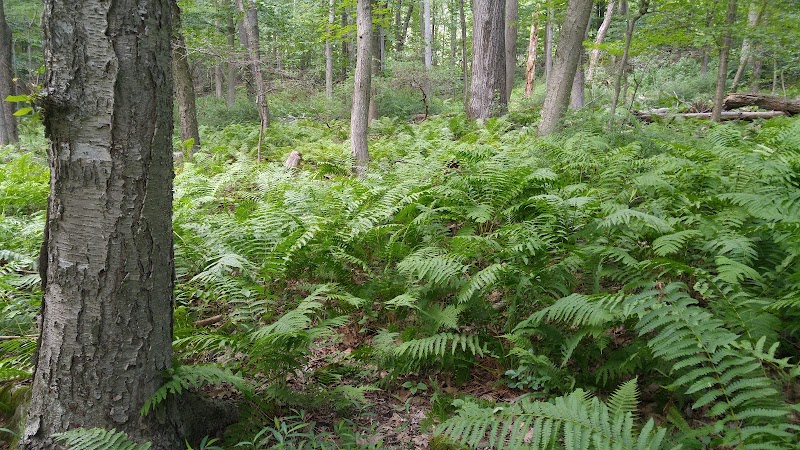 William K Love Preserve photo 5