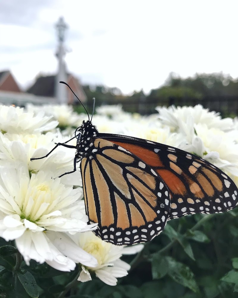 Millwood Garden Center photo 5