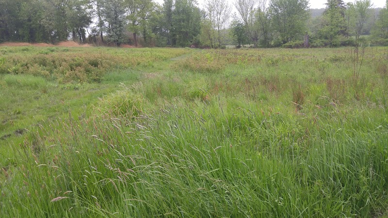 Pine Croft Meadow Preserve photo 4