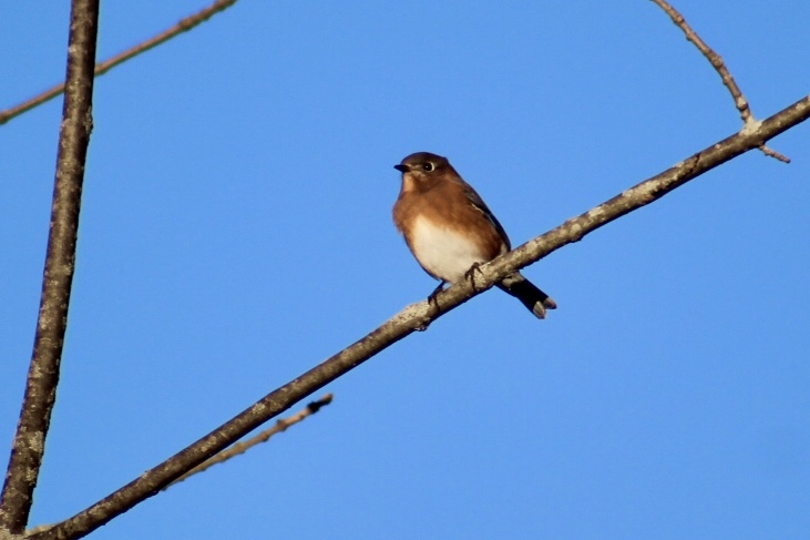 Pine Croft Meadow Preserve photo 5
