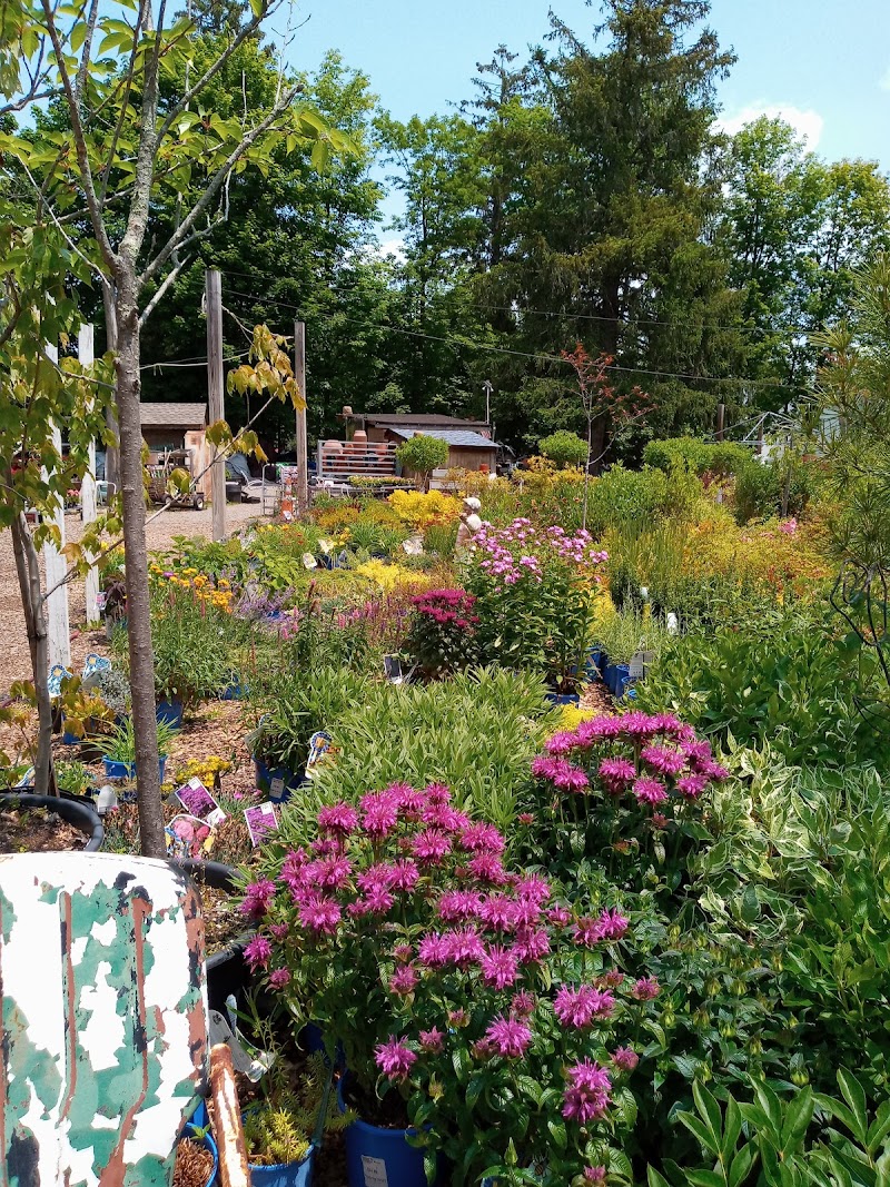 Pinesbridge Nursery photo 4