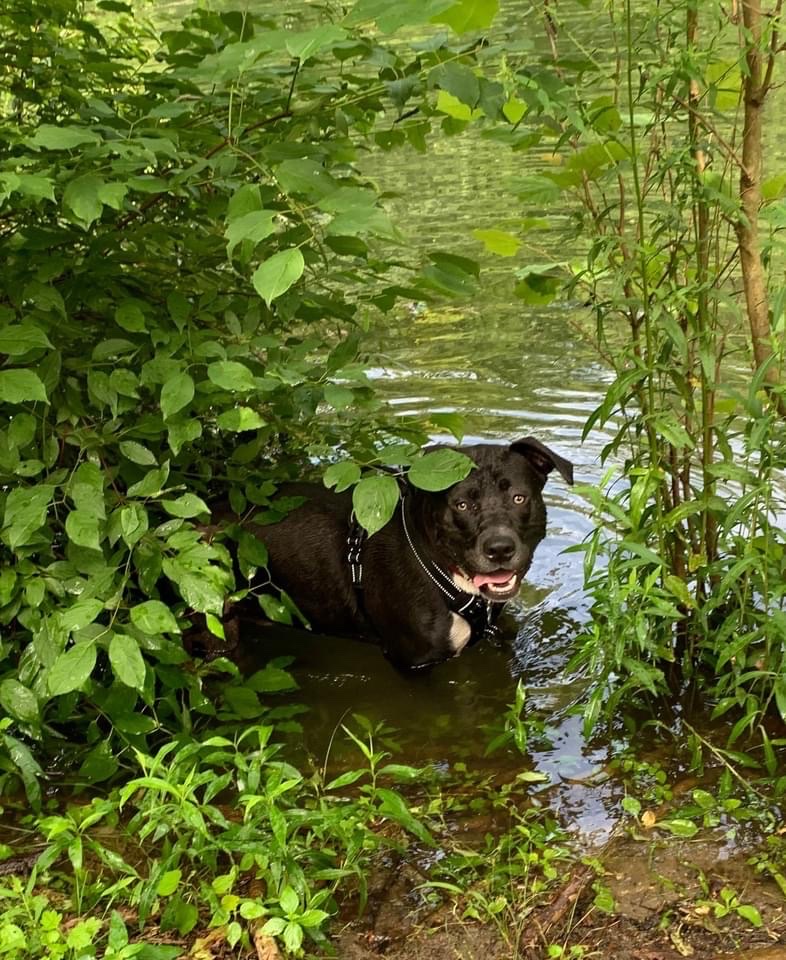 Black Rock Dog Park photo 3