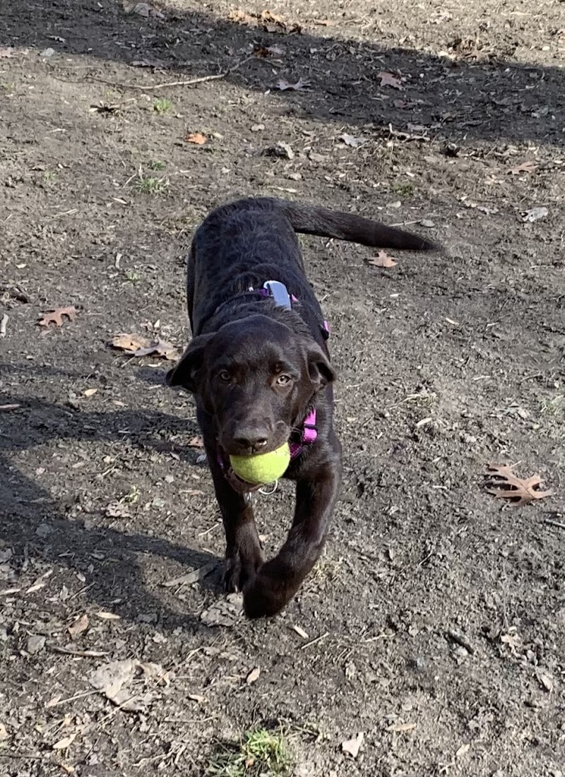 Black Rock Dog Park photo 5