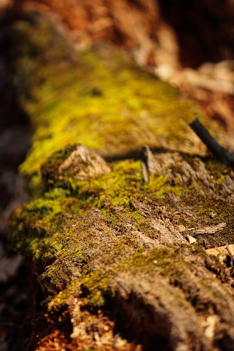 Clark Preserve photo 5