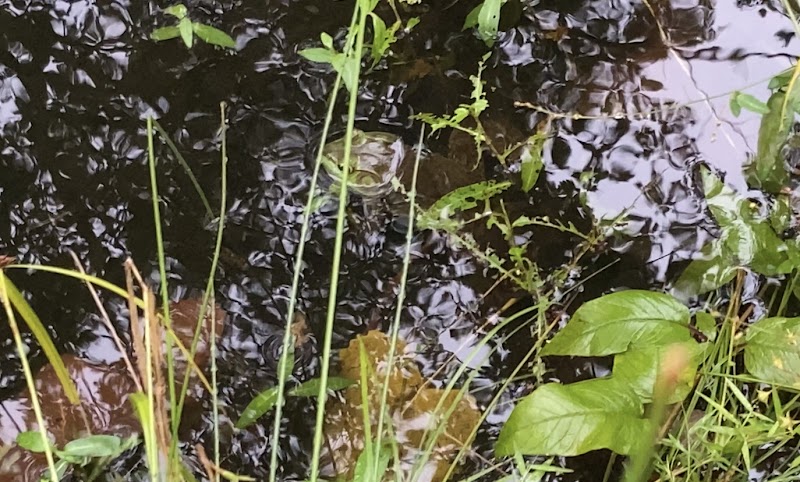 Old Stone Bridge Wild Life Sanctuary photo 4