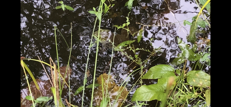 Old Stone Bridge Wild Life Sanctuary photo 5