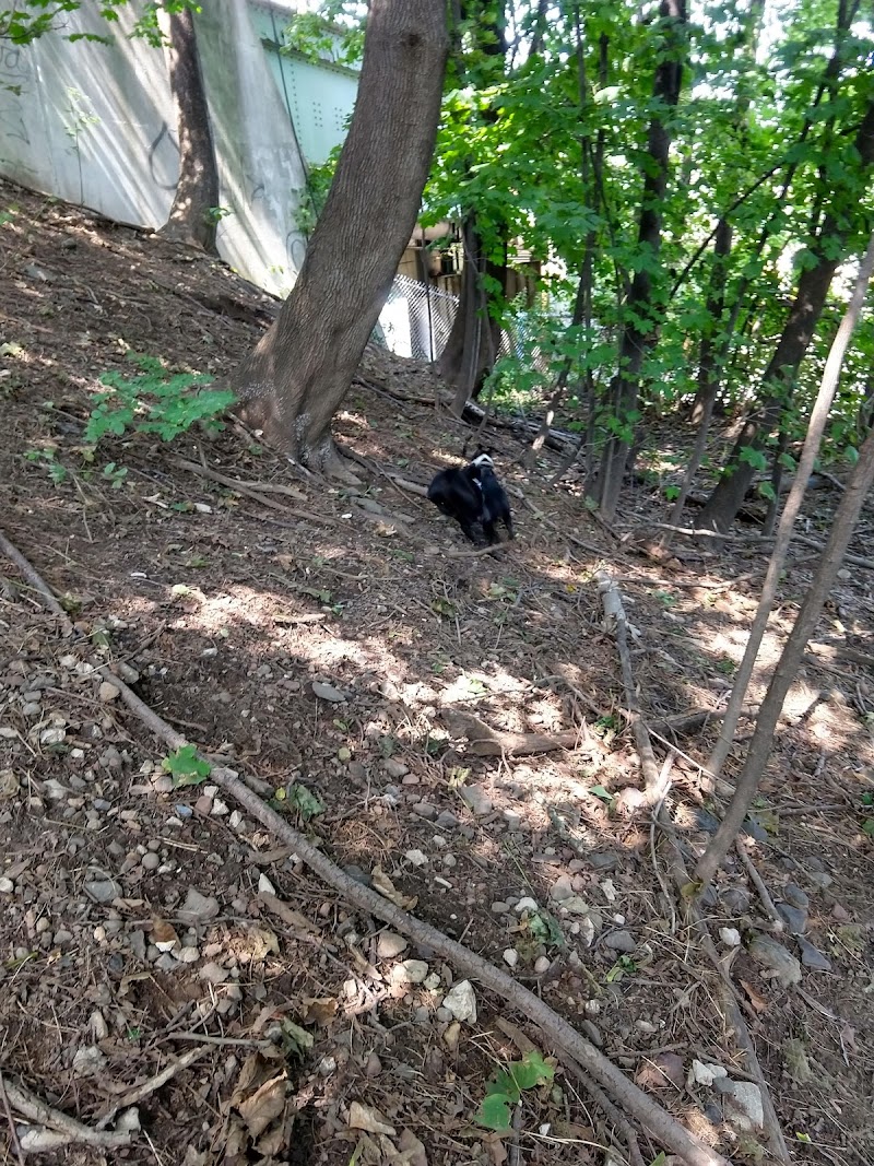Elizabeth Place Dog Park photo 2