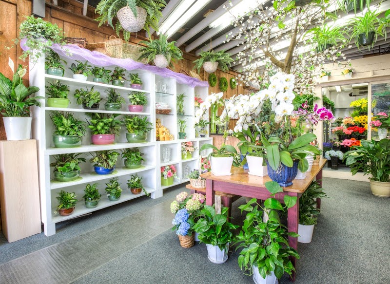 Blossom Flower Shops photo 2