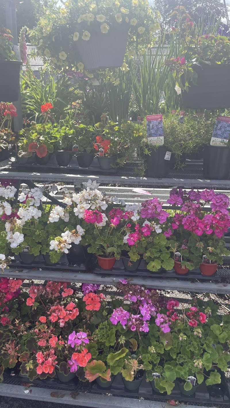 Blossom Nurseries photo 3