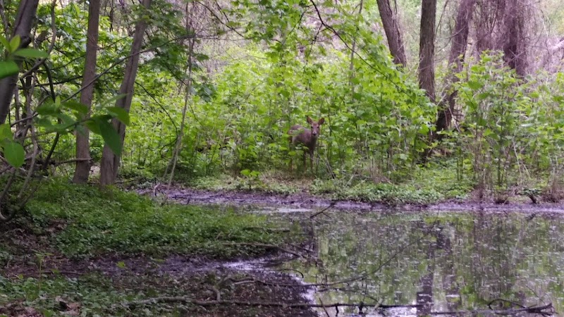 Olson Woods photo 2