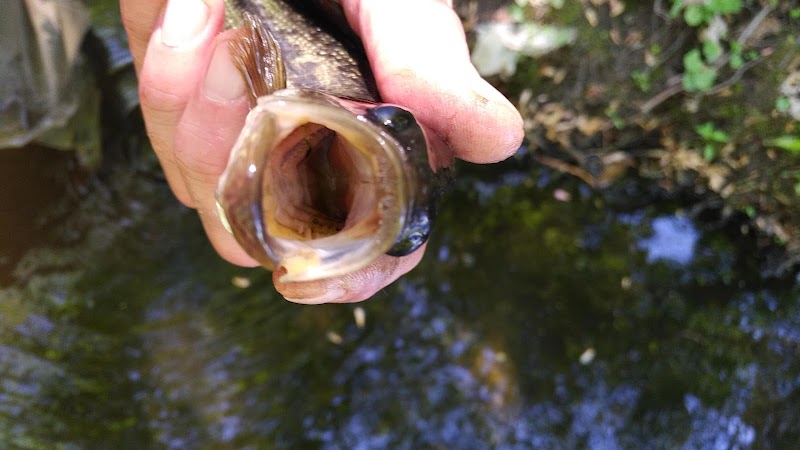 Olson Woods photo 4