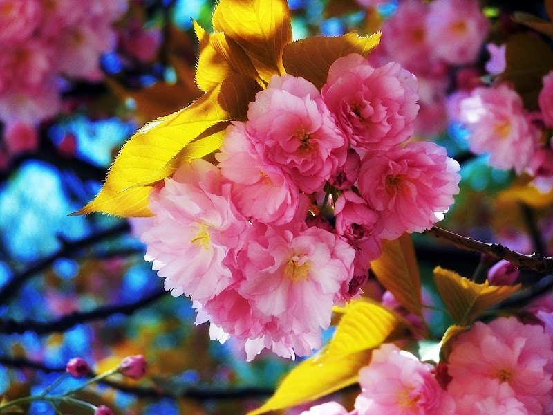Enchanted Flowers photo 2