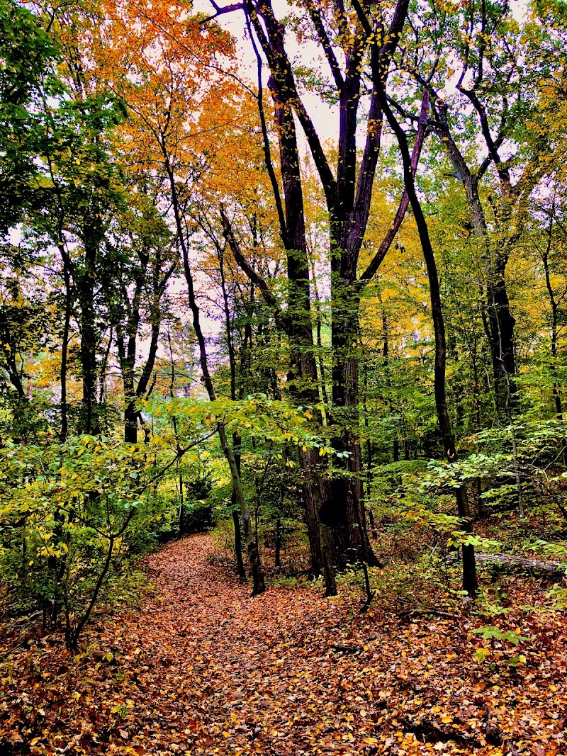 Coffin Woods photo 2