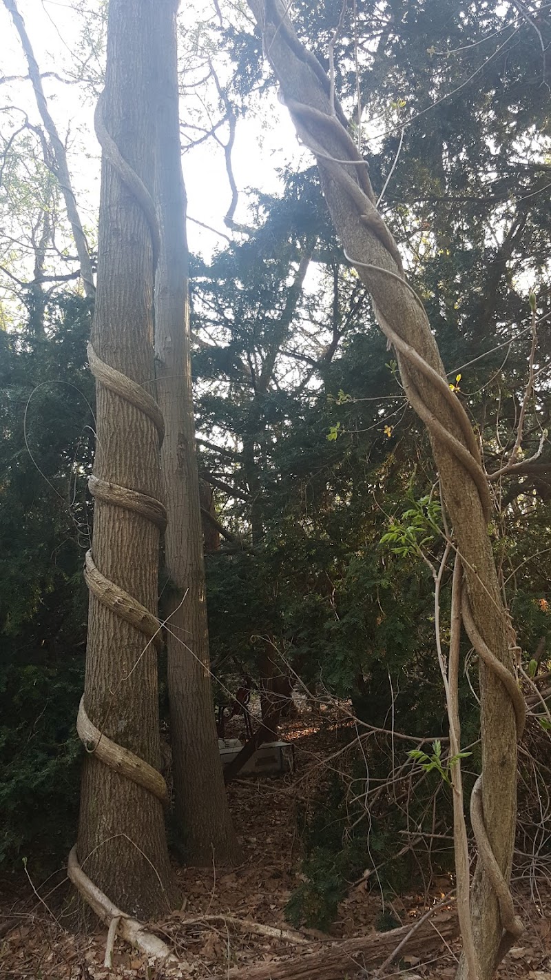 Coffin Woods photo 3
