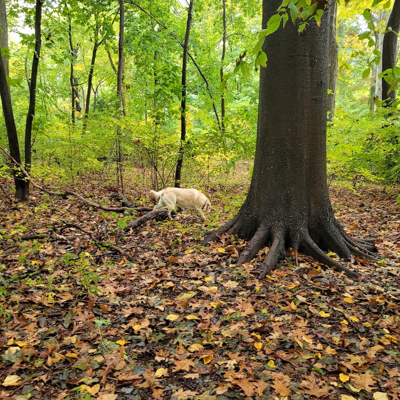 Coffin Woods photo 5
