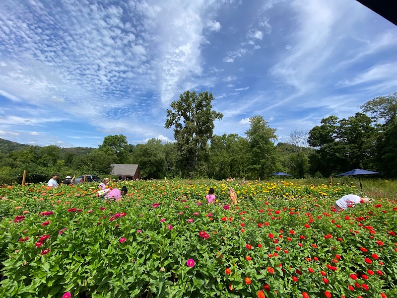 Honeybee Grove Flower Farm photo 2