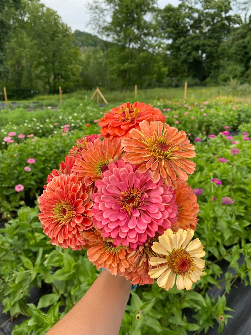Honeybee Grove Flower Farm photo 3