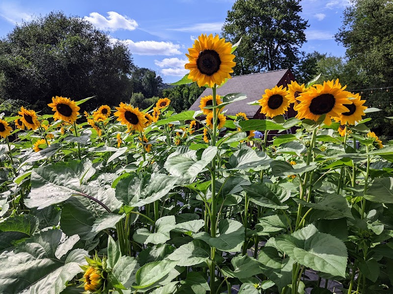 Honeybee Grove Flower Farm photo 5