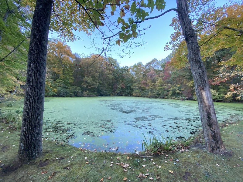 Forsyth Pond photo 2