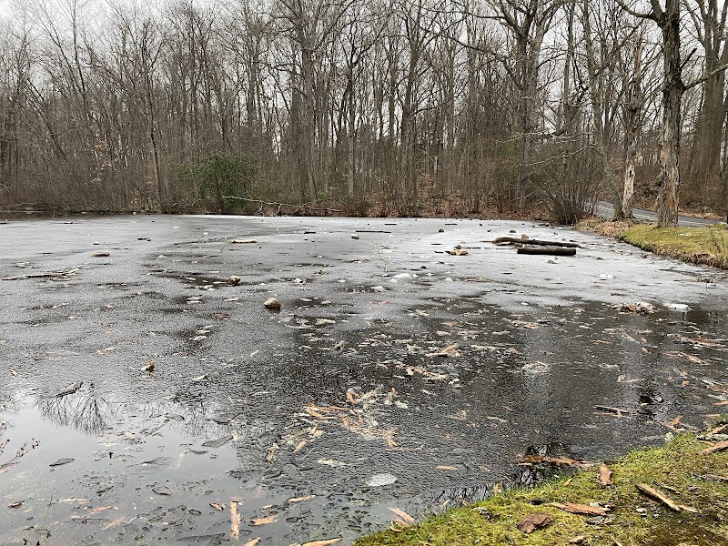 Forsyth Pond photo 3