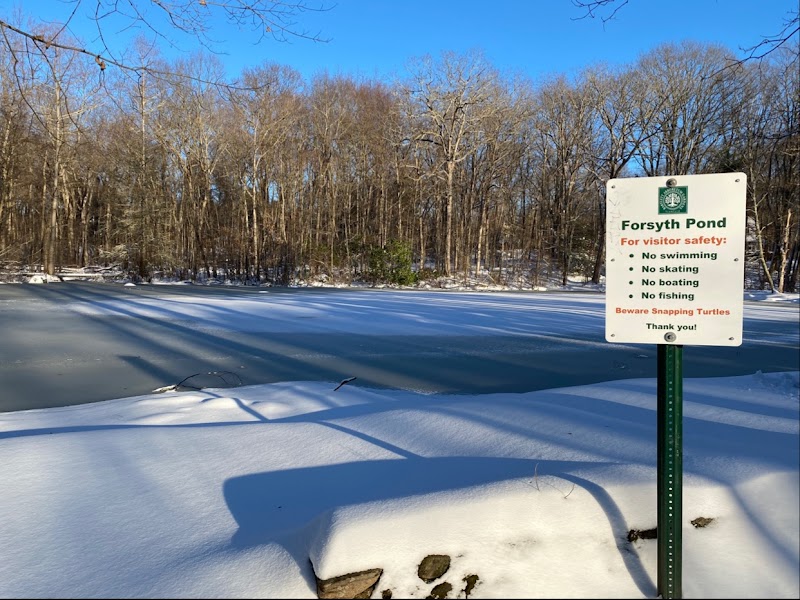 Forsyth Pond photo 4