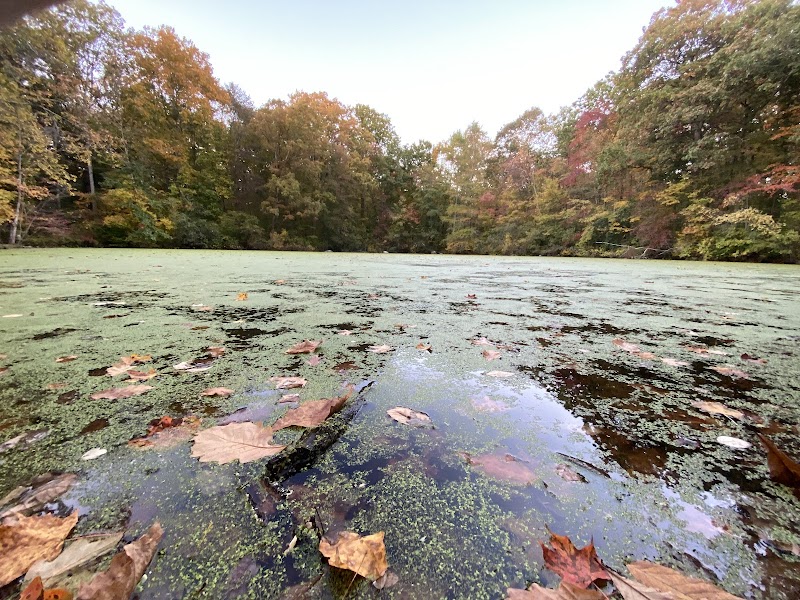 Forsyth Pond photo 5