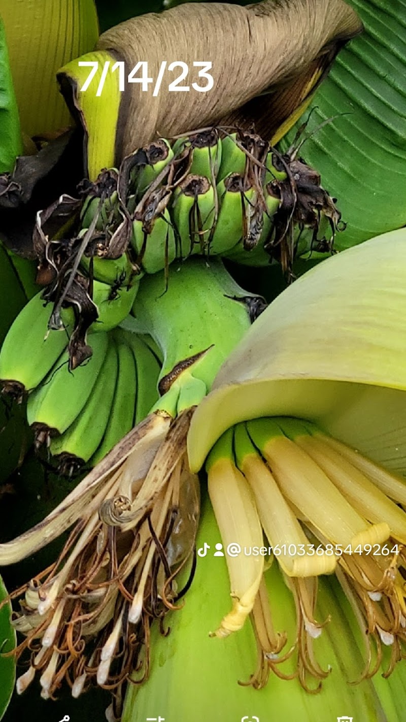 A Botanicals LLC photo 2