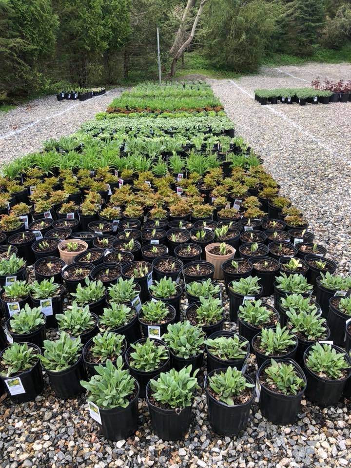 Roth Nursery Inc photo 2