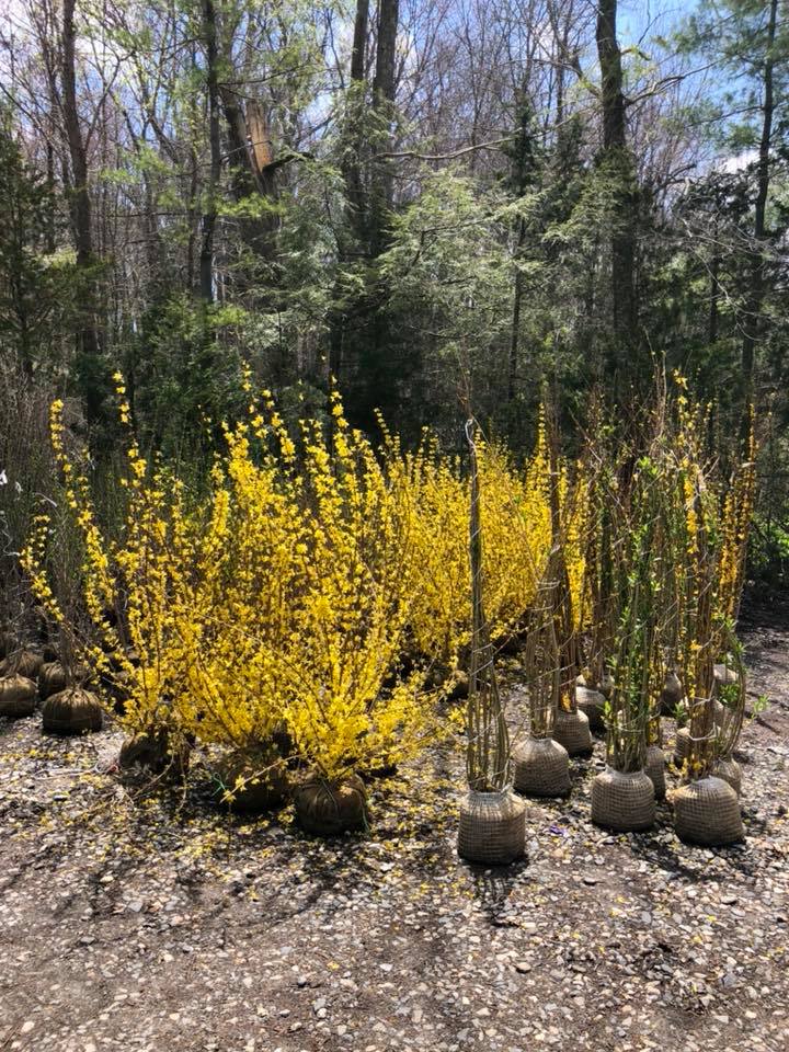 Roth Nursery Inc photo 3