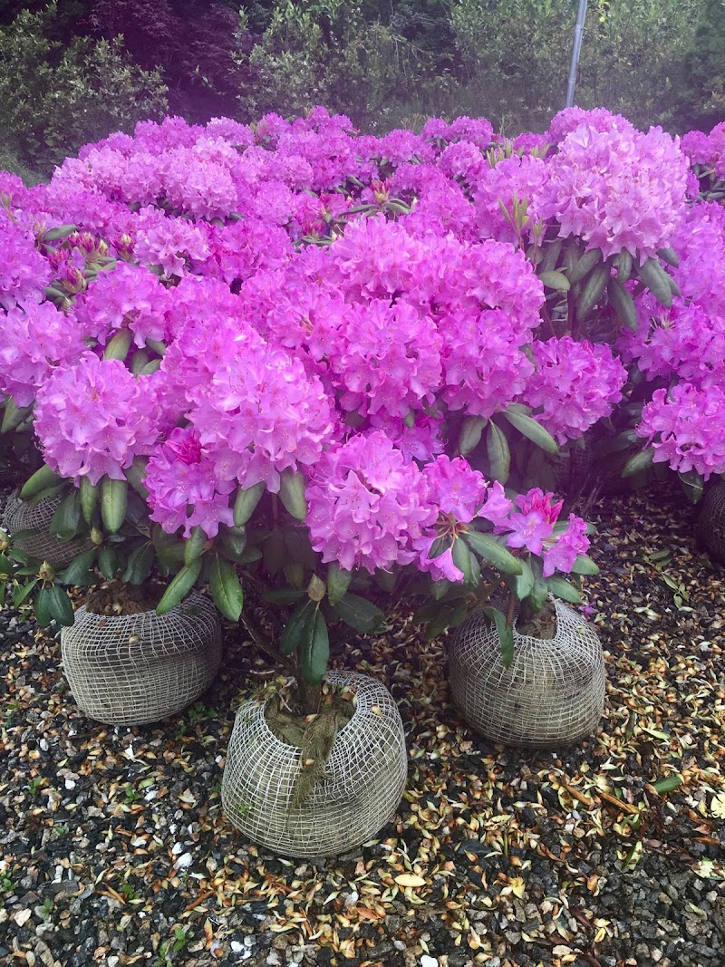 Roth Nursery Inc photo 4