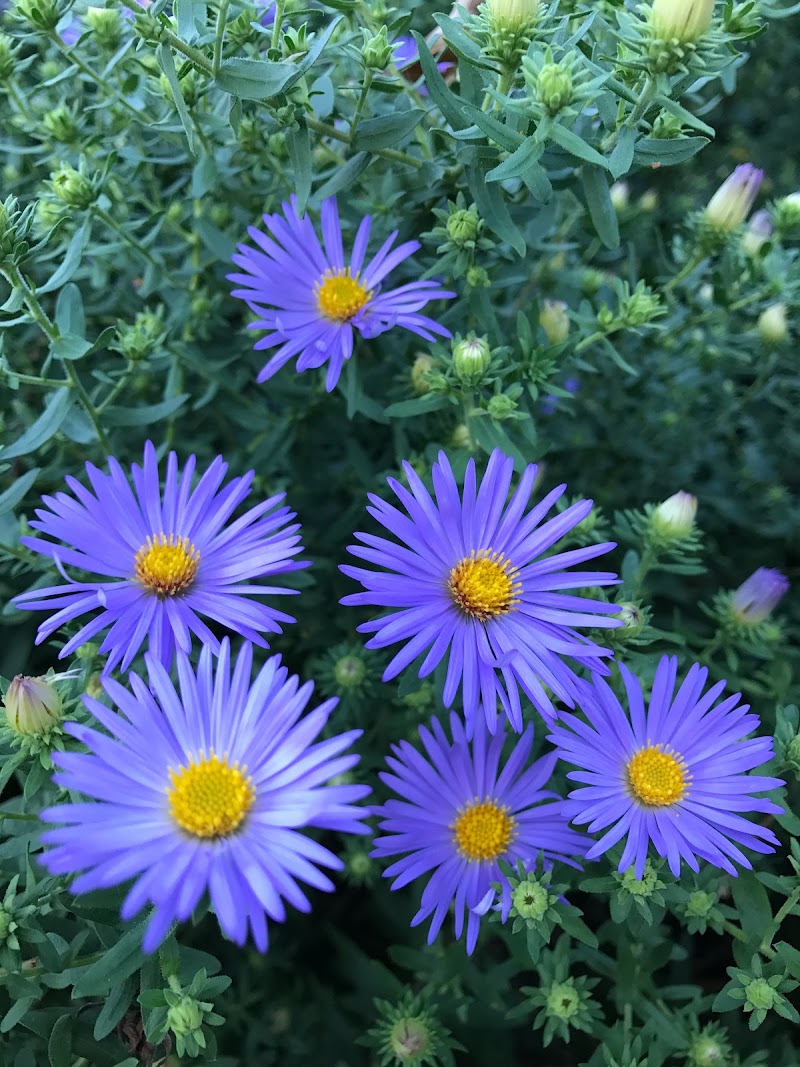 Cottage Creek Gardens photo 3