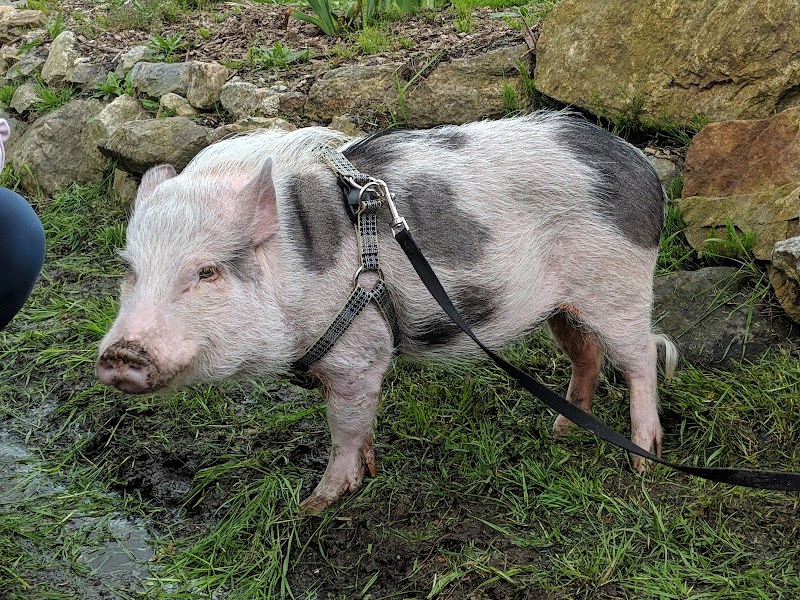 Courtyard Farm photo 2