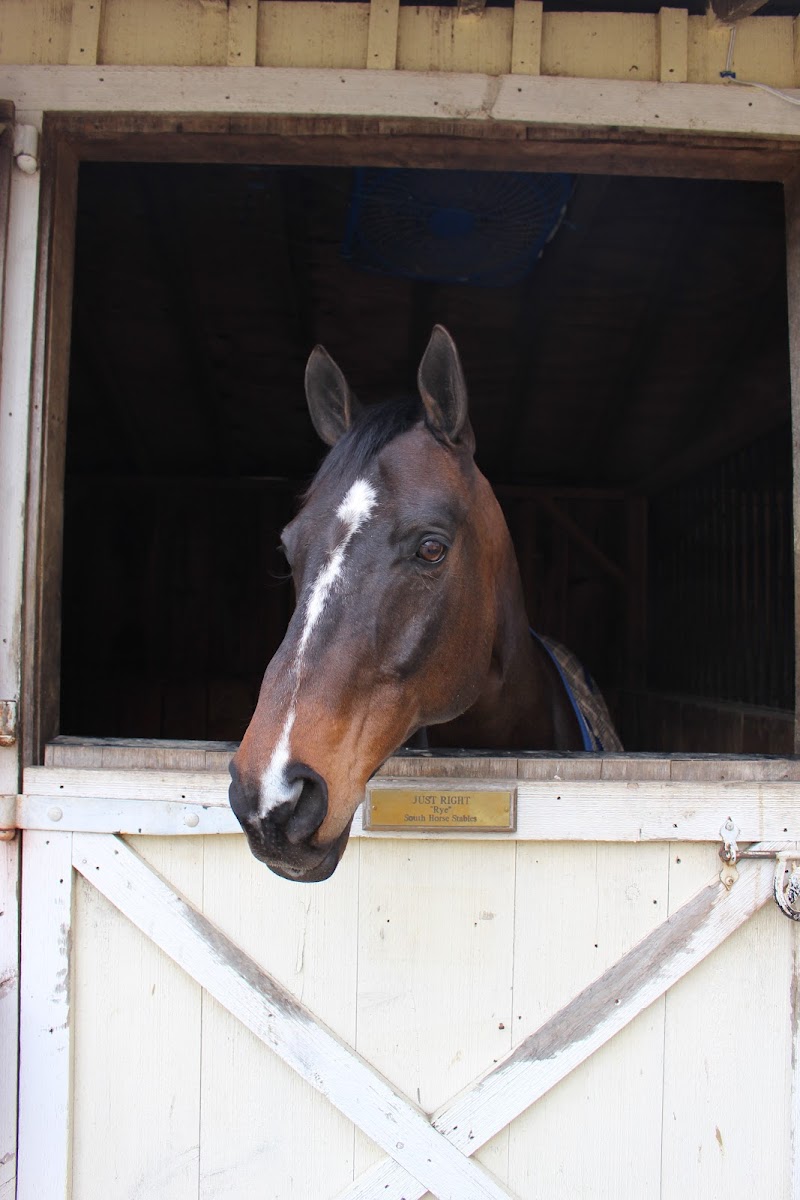South Horse Stables photo 4