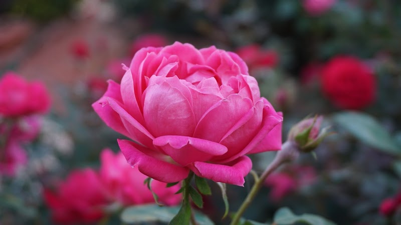 Loving Moments Florist photo 2