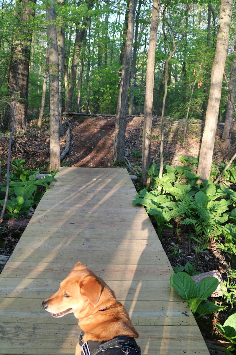 GreenLink Connector Trail (NCLT) photo 3