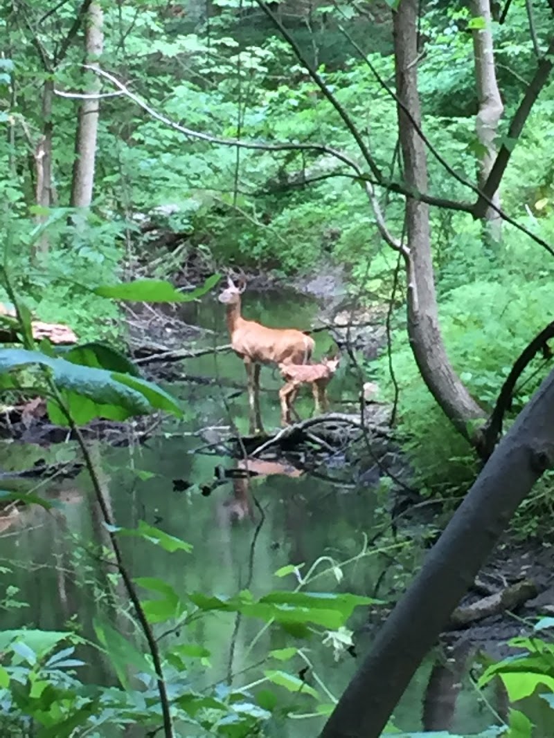 Bristow Sanctuary & Wildwood Preserve photo 2