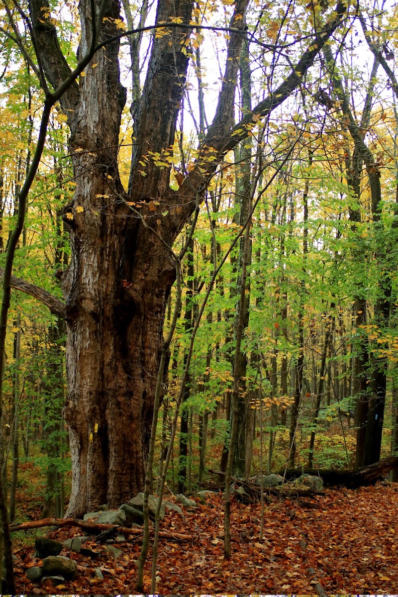 Brownell Preserve photo 4