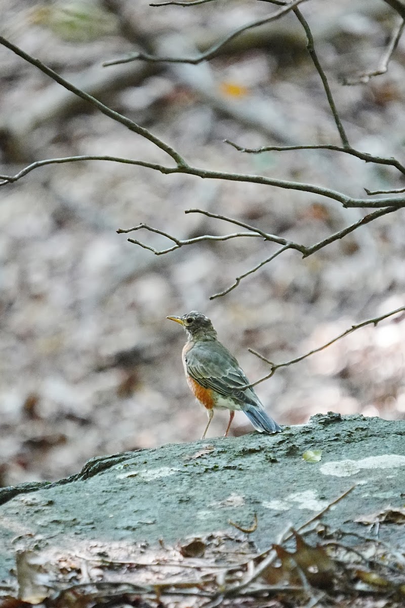 Irvington Woods photo 4
