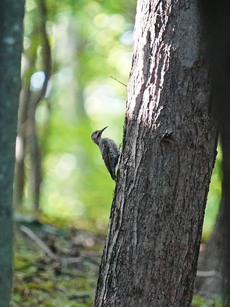 Irvington Woods photo 5
