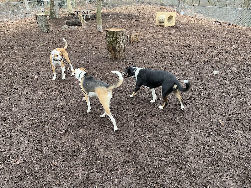 Ossining Dog Park photo 2