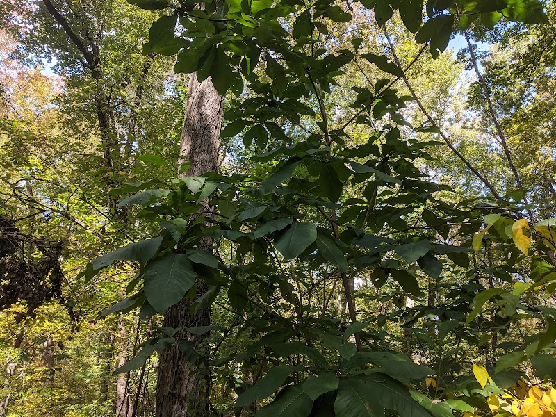 Guard Hill Preserve photo 4