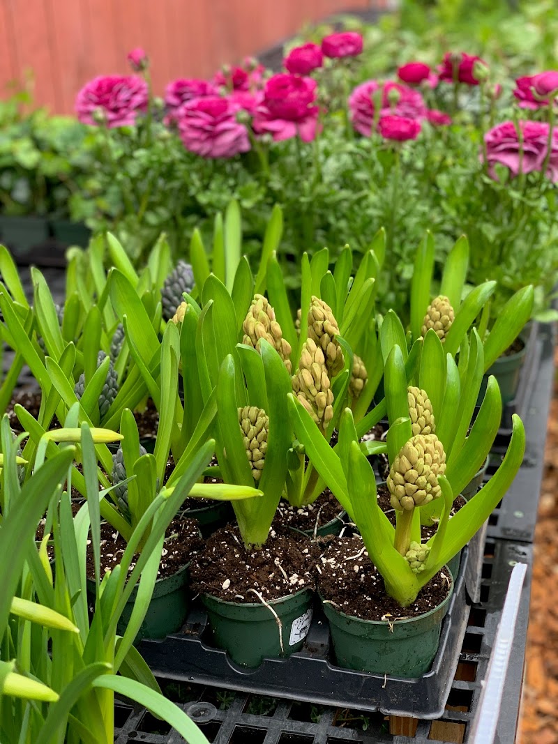 Lucente Nursery (Formerly Liebs Nursery) photo 5