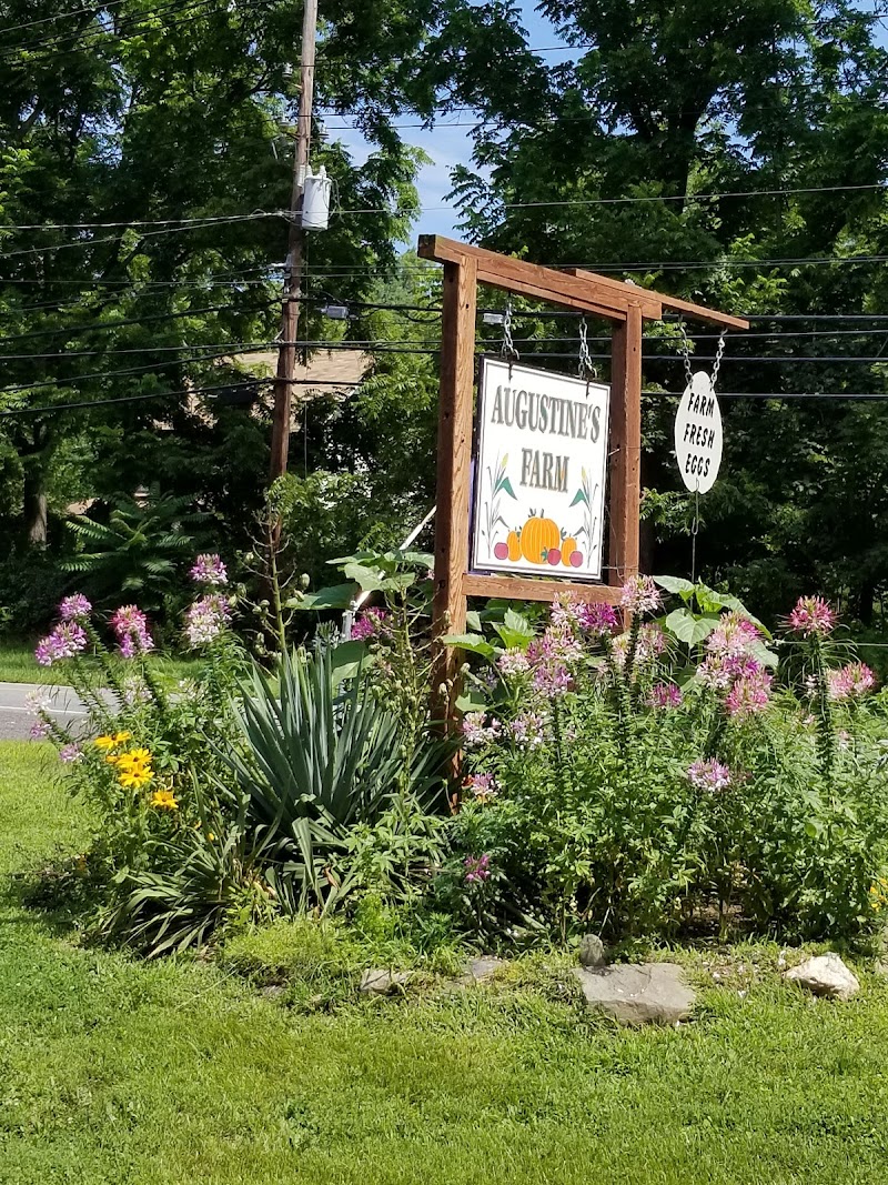 Augustine's Farm photo 3