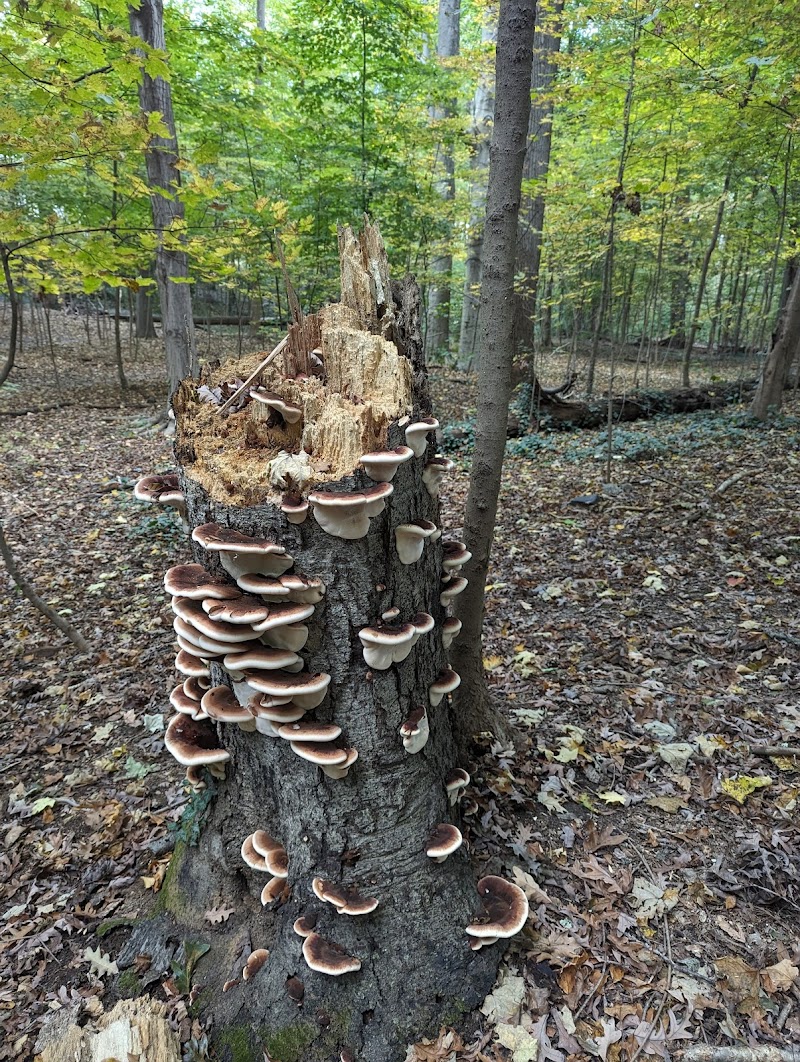 Hunt's Woods Park photo 5