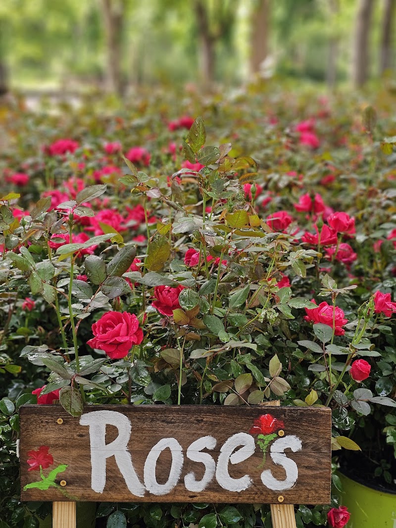 Hunter Brook Tree Farm photo 2