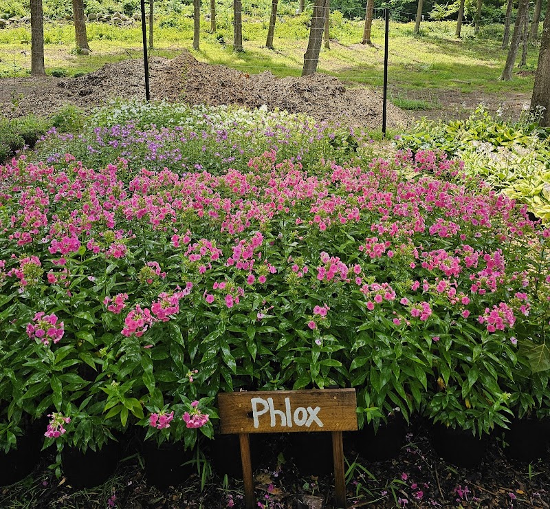 Hunter Brook Tree Farm photo 4