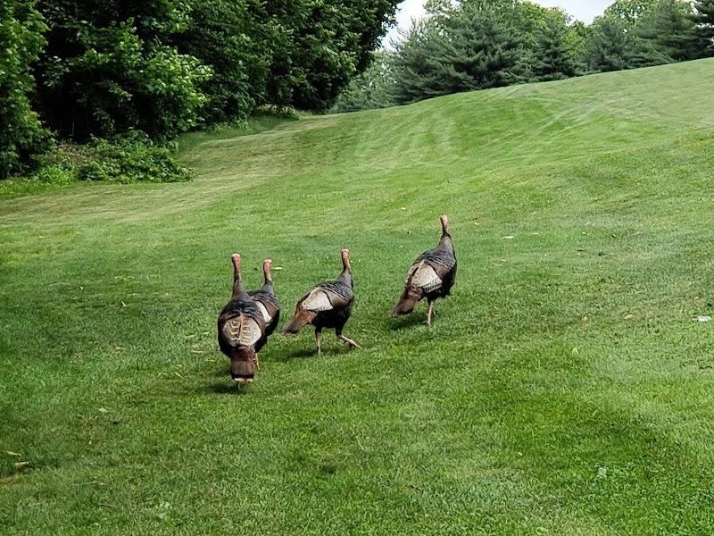 Dunwoodie Golf Course photo 5
